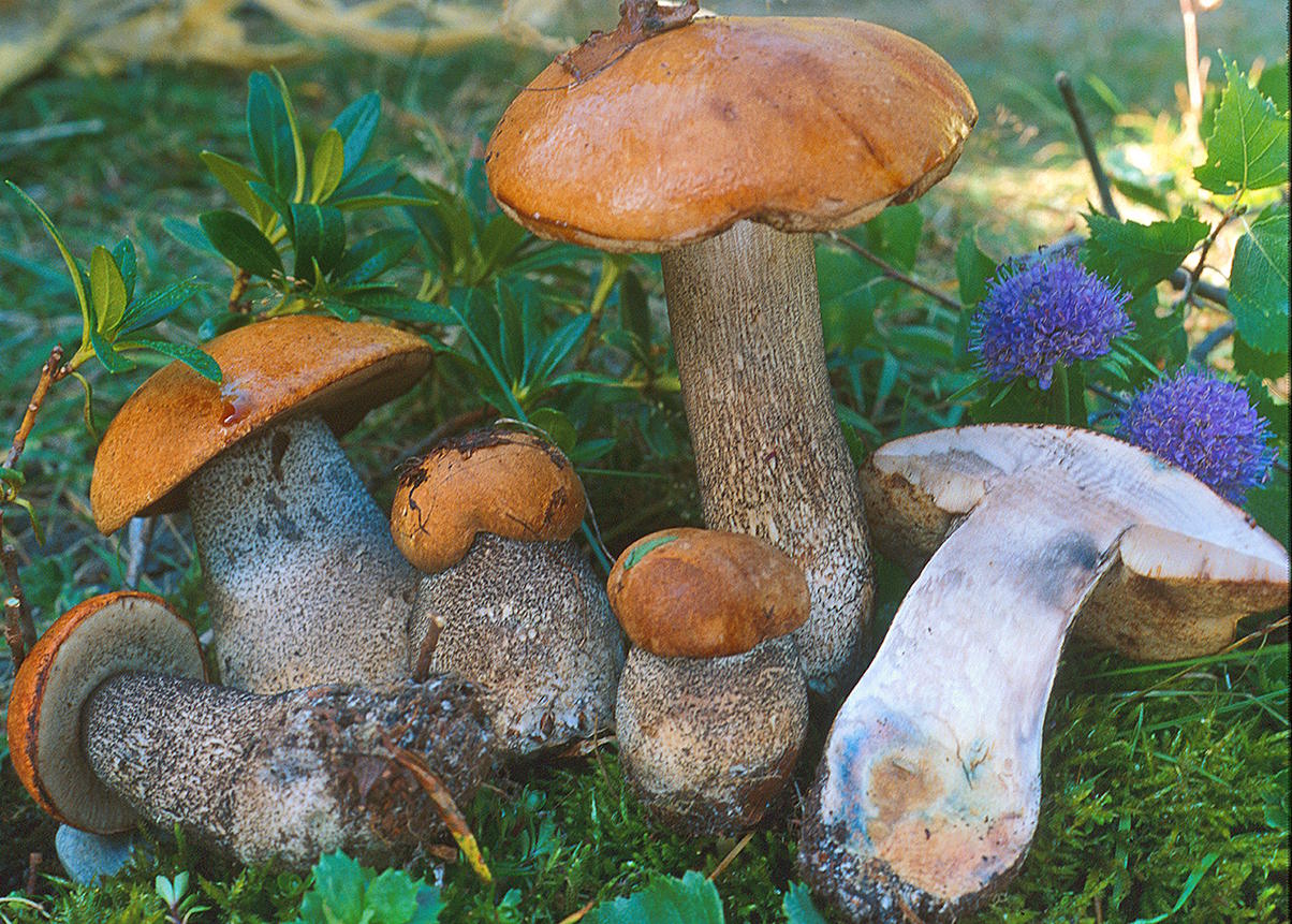 Подосиновик: яркий гриб с «осенним характером»