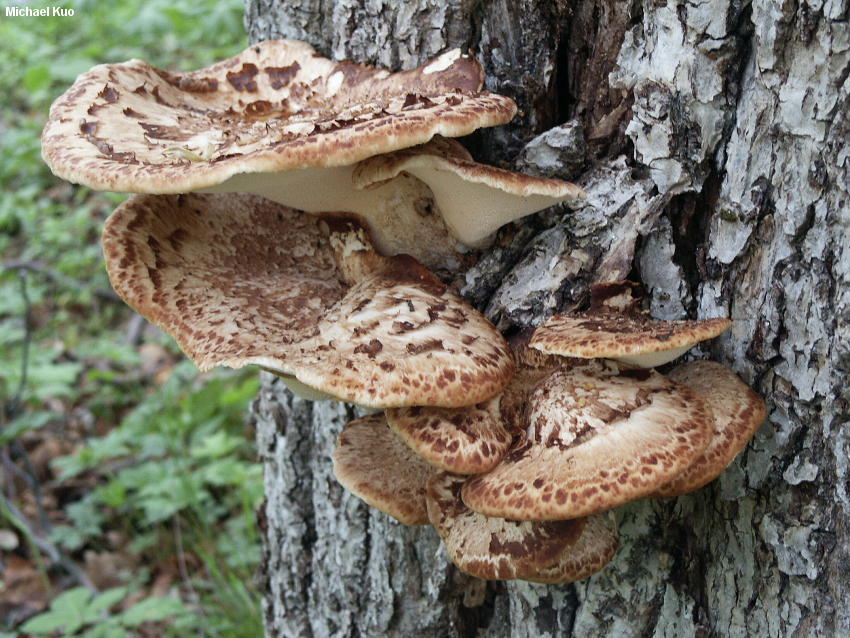 Чешуйчатый трутовик: особенности, где и когда искать гриб