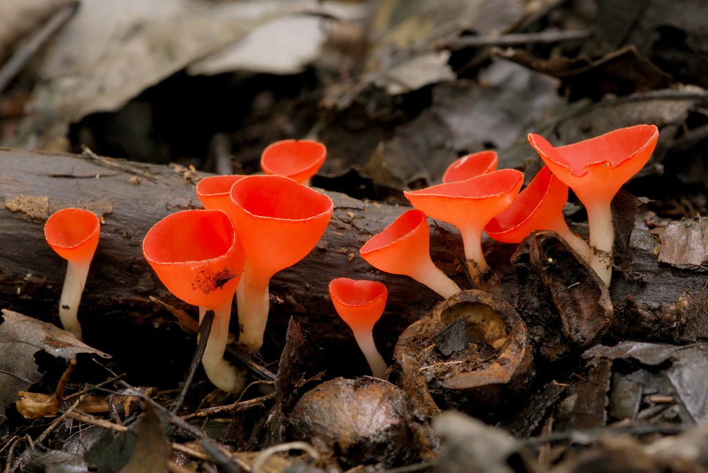 Грибы Подмосковья: весна 2026