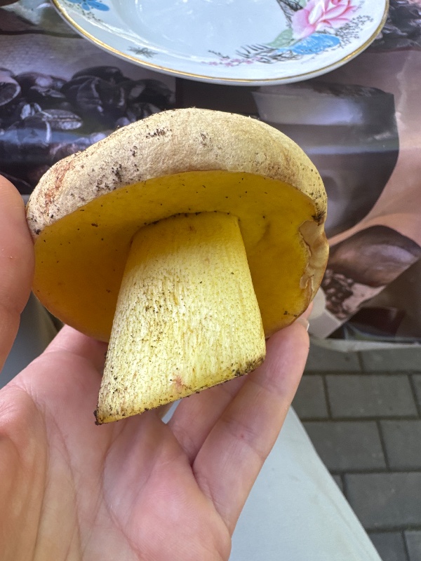 Маслёнок белый или Маслёнок бледный