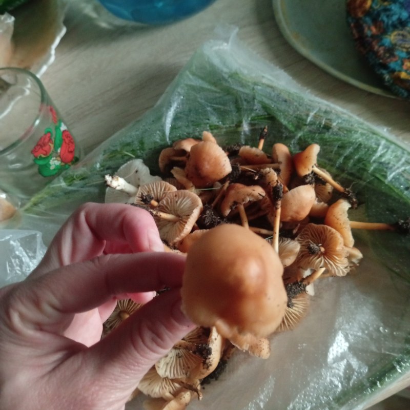 Луговой опёнок или Коллибия масляная