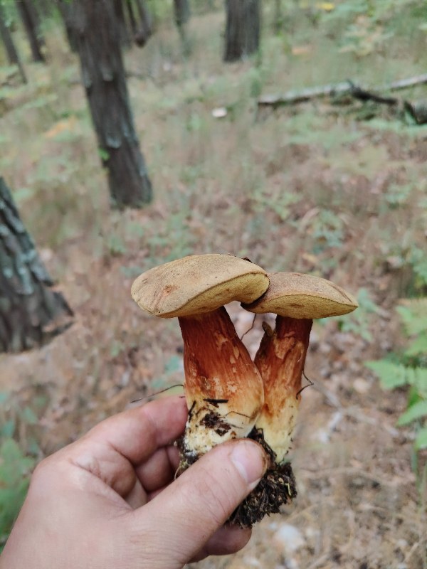 Моховик красный
