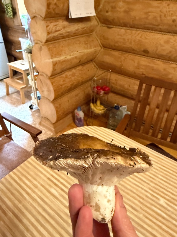 Груздь настоящий или Груздь дубовый