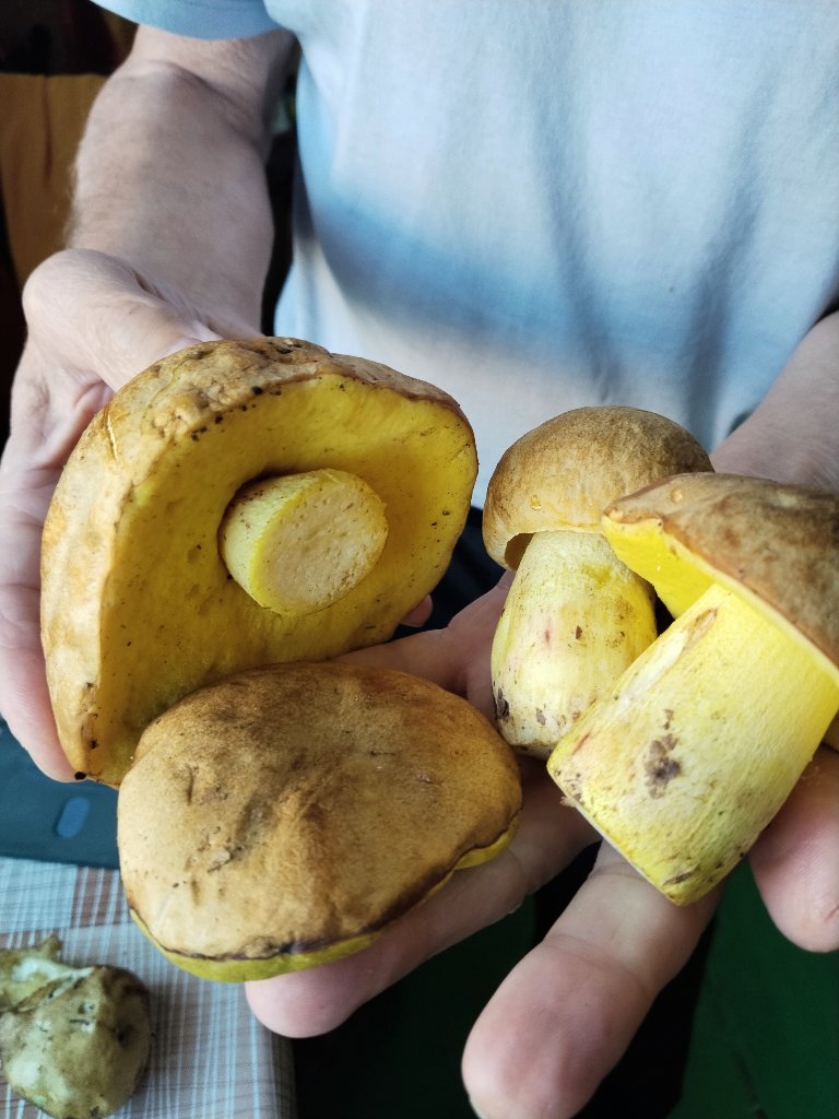 Моховик желто-бурый
