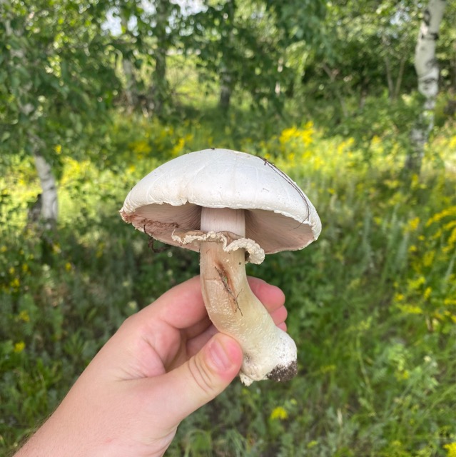 Шампиньон обыкновенный