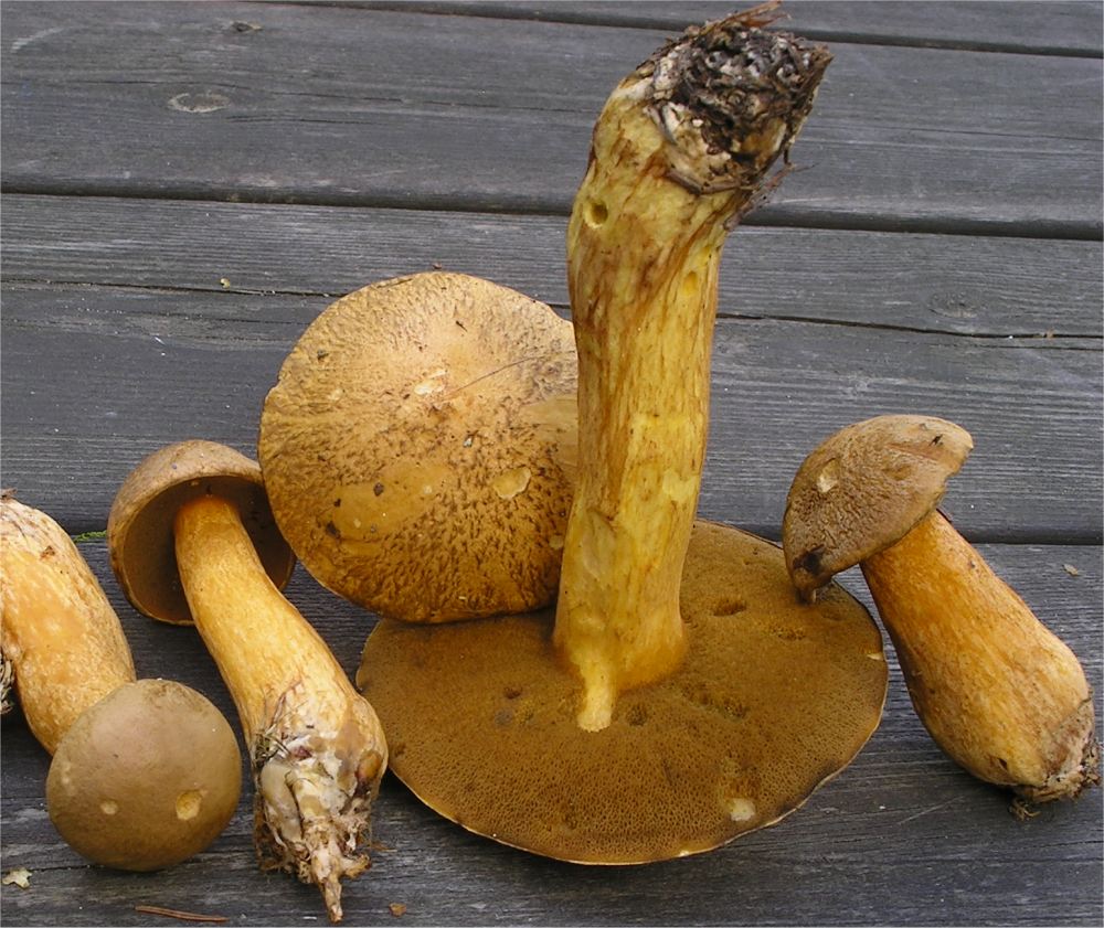 Маслёнок жёлто-бурый (Suillus variegatus): особенности, места произрастания и похожие виды