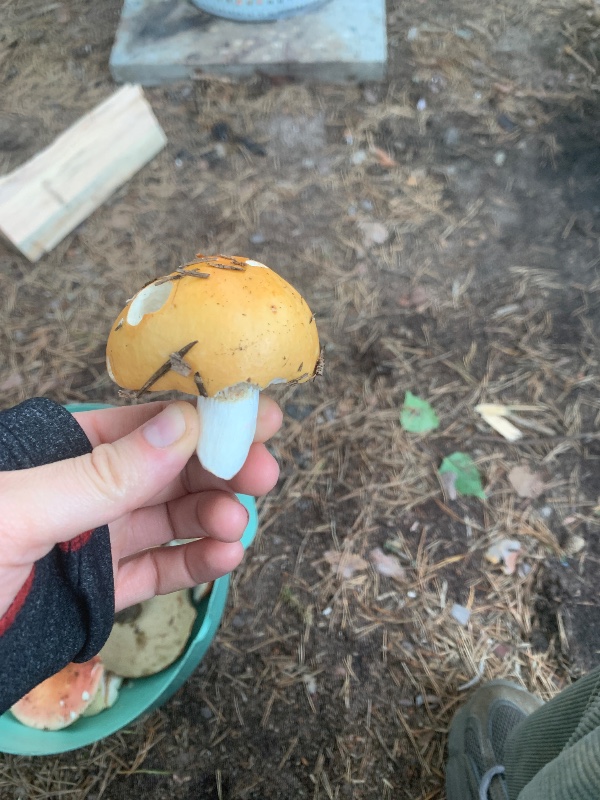 Маслёнок