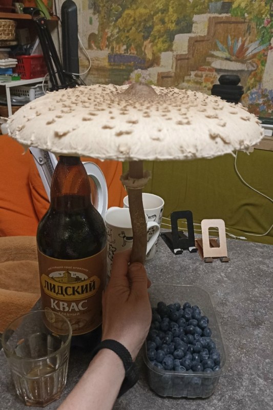 Зонтик пёстрый (Macrolepiota procera): особенности, где и когда искать гриб