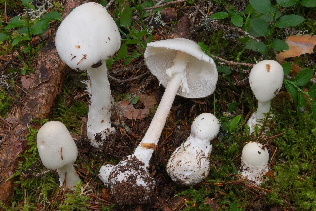 Мухомор вонючий (Amanita virosa): описание, опасность и отличительные признаки