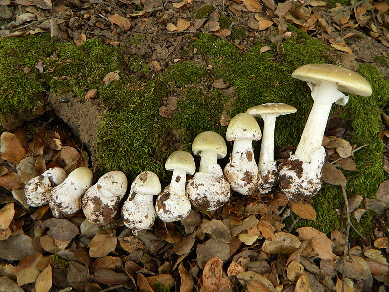 Мухомор вонючий (Amanita virosa): описание, опасность и отличительные признаки