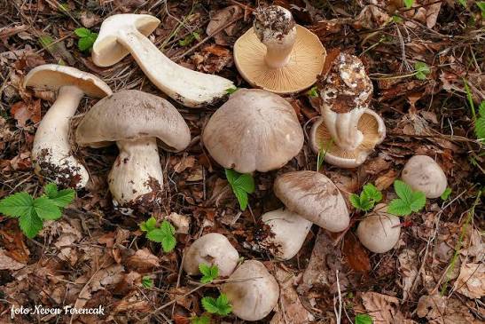Энтолома ядовитая (Entoloma sinuatum): характерные особенности и опасные двойники