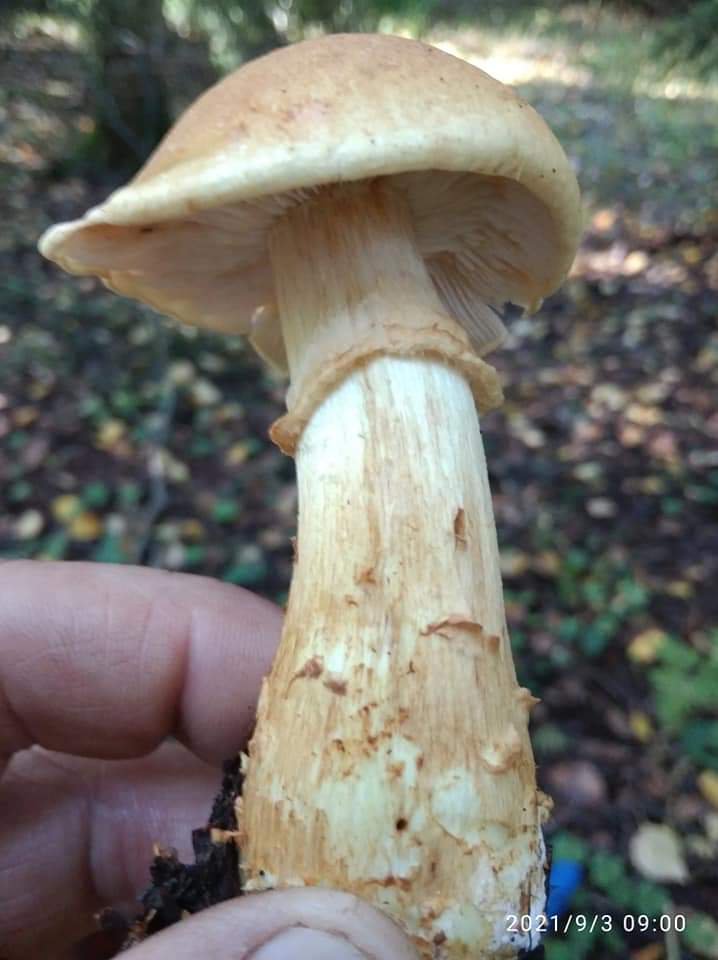 Опёнок летний