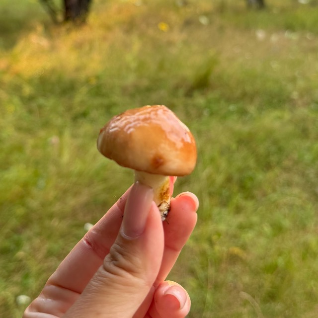 Польский гриб