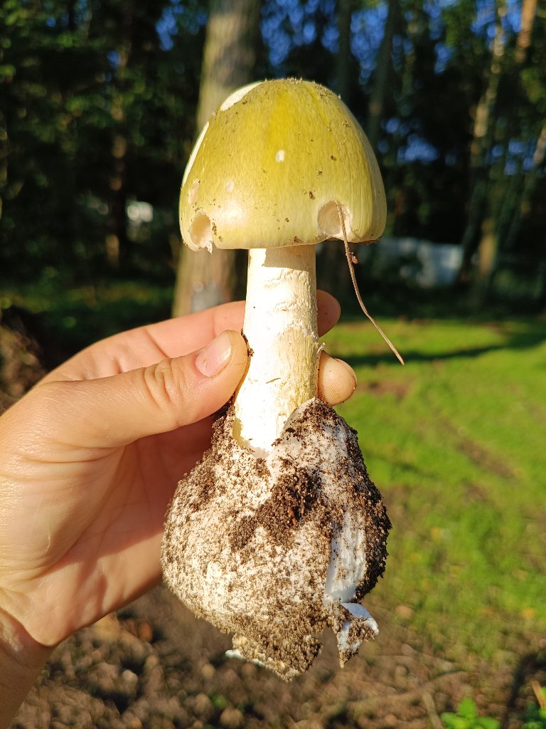 Бледная поганка