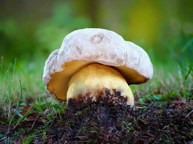 Боровик укореняющийся (Caloboletus radicans): особенности, где и когда искать гриб