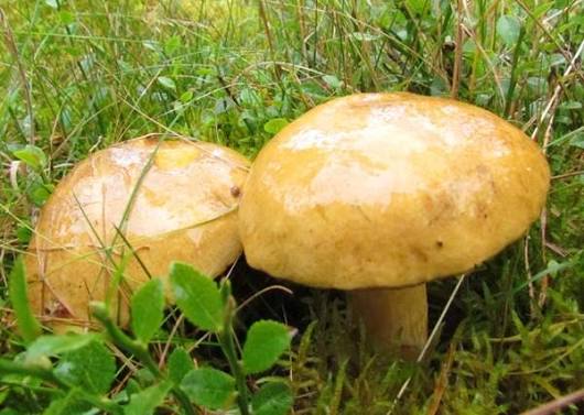 Маслёнок жёлто-бурый (Suillus variegatus): особенности, места произрастания и похожие виды