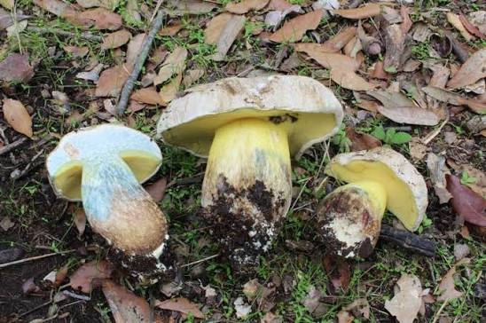 Боровик укореняющийся (Caloboletus radicans): особенности, где и когда искать гриб