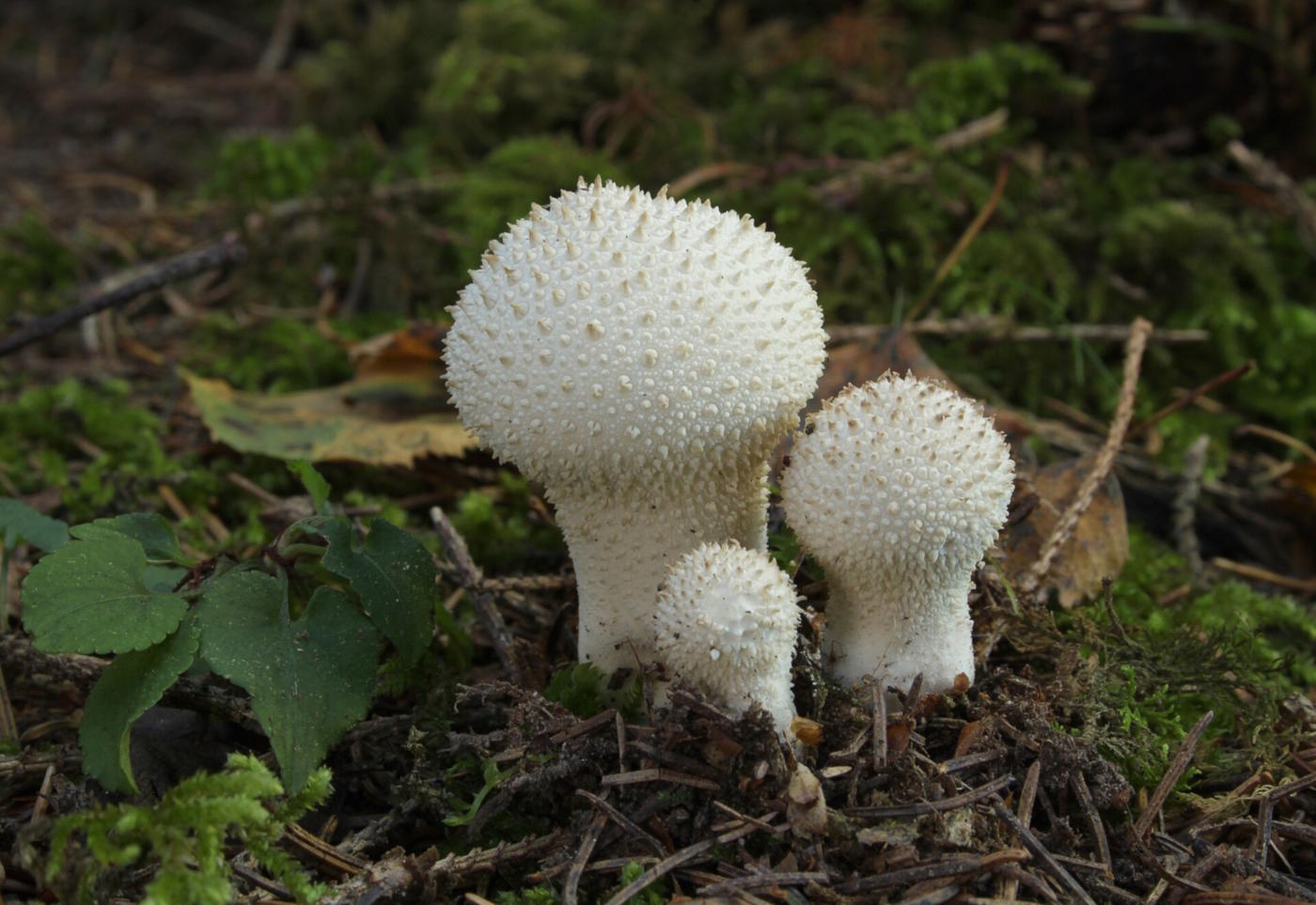 Дождевик обыкновенный (Lycoperdon perlatum): особенности, где и когда искать гриб