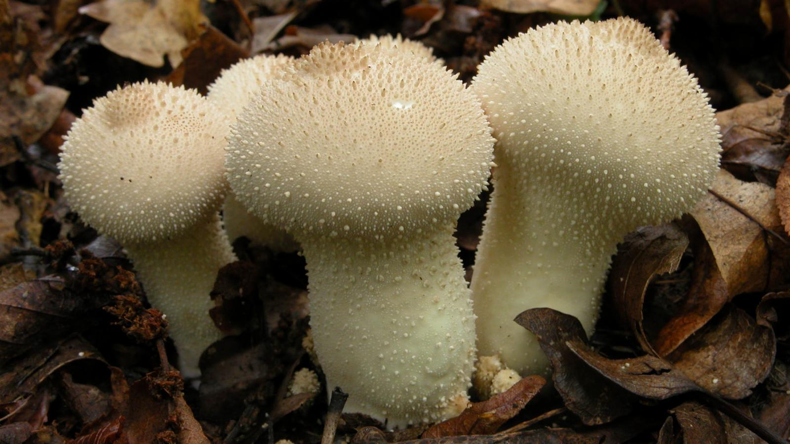 Дождевик обыкновенный (Lycoperdon perlatum): особенности, где и когда искать гриб