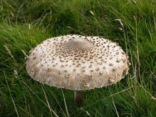 Зонтик пёстрый (Macrolepiota procera): особенности, где и когда искать гриб