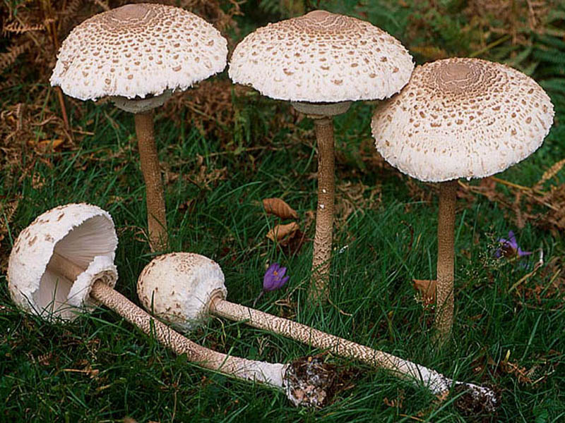 Зонтик пёстрый (Macrolepiota procera): особенности, где и когда искать гриб