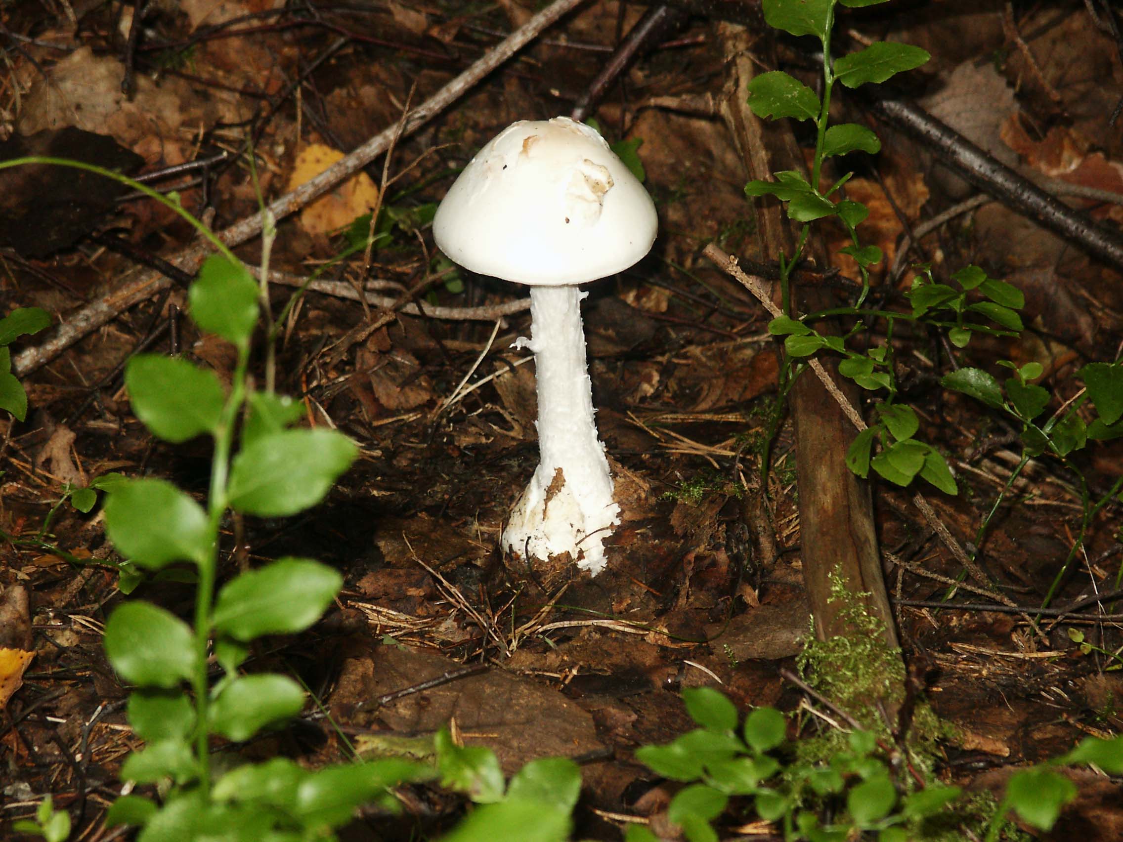 Мухомор вонючий (Amanita virosa): описание, опасность и отличительные признаки