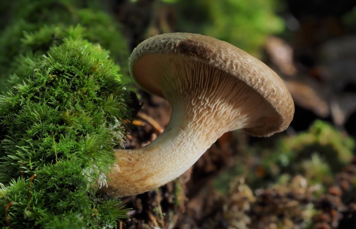 Свинушка тонкая (Paxillus involutus): особенности опасного гриба