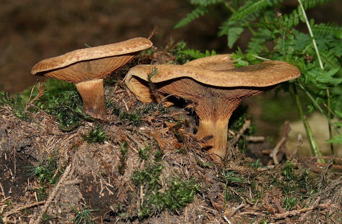 Свинушка тонкая (Paxillus involutus): особенности опасного гриба