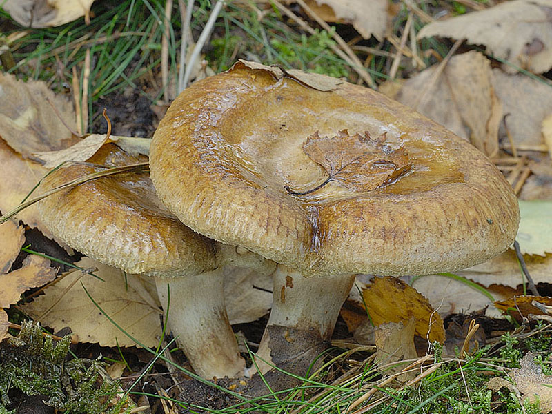 Свинушка тонкая (Paxillus involutus): особенности опасного гриба