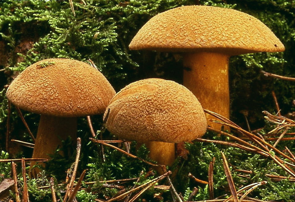 Маслёнок жёлто-бурый (Suillus variegatus): особенности, места произрастания и похожие виды