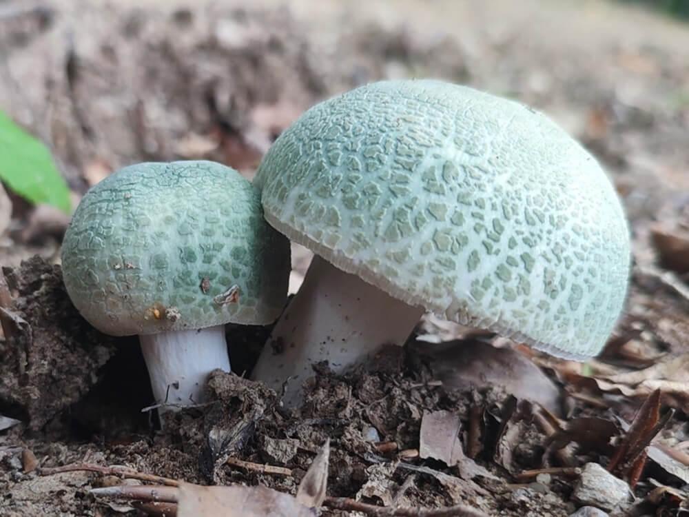 Сыроежка зеленоватая (Russula virescens): особенности, места произрастания и похожие виды