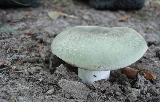Сыроежка зеленоватая (Russula virescens): особенности, места произрастания и похожие виды