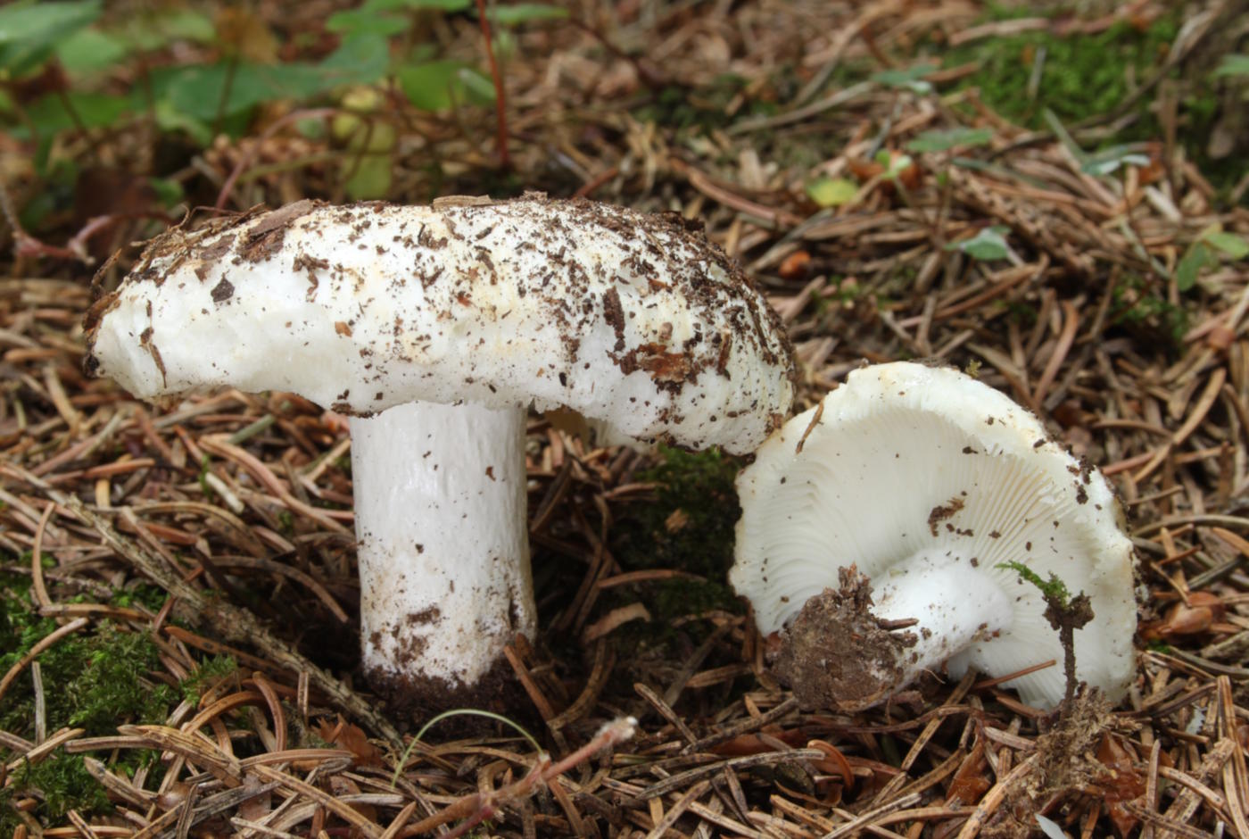 Груздь перцовый (Lactifluus piperatus): особенности, места произрастания и похожие виды