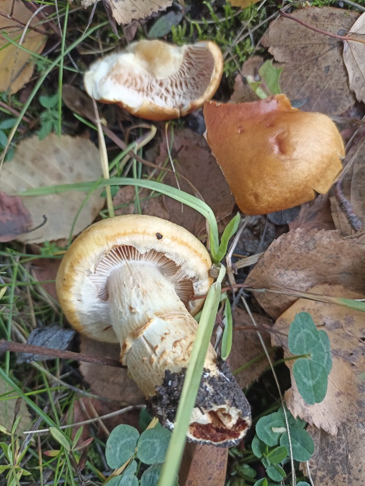 Паутинник слизистый