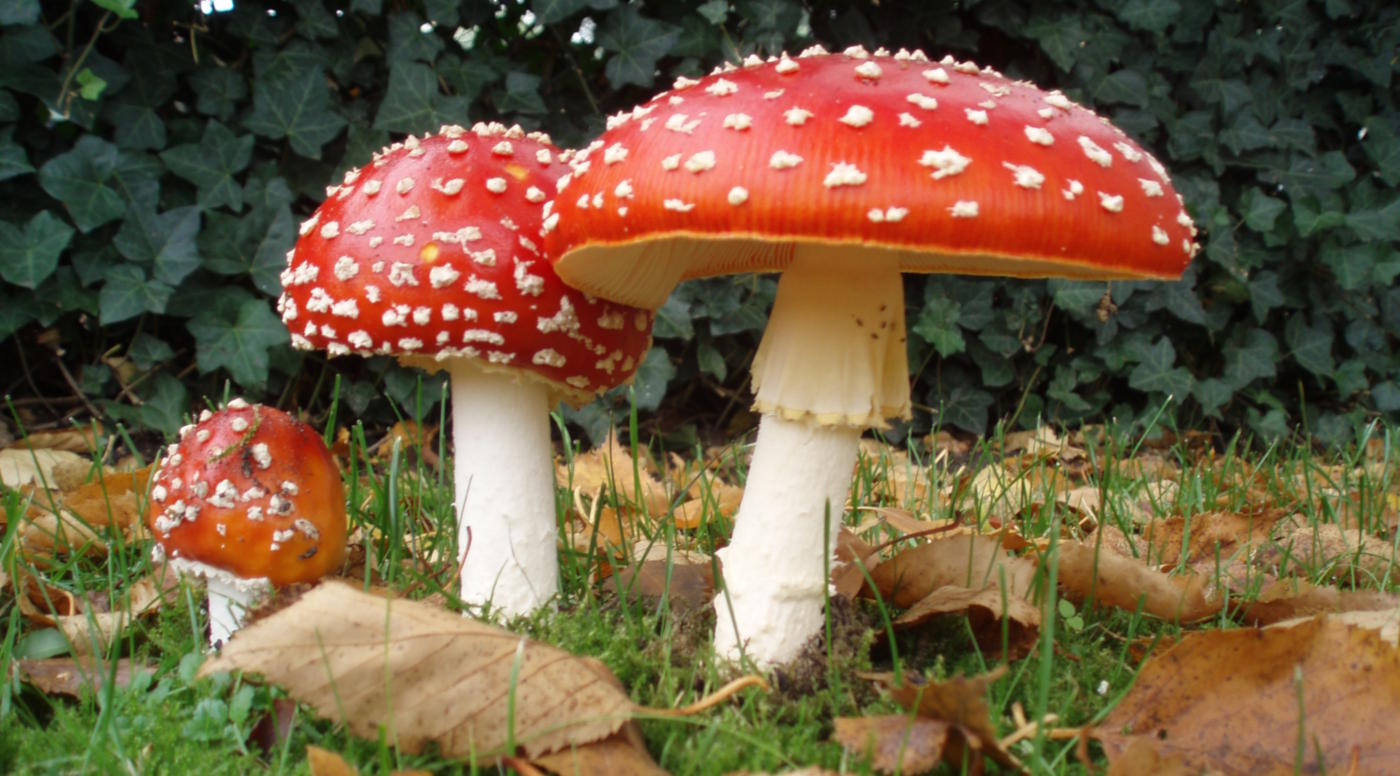 Красный мухомор (Amanita muscaria): описание, сезон и похожие виды