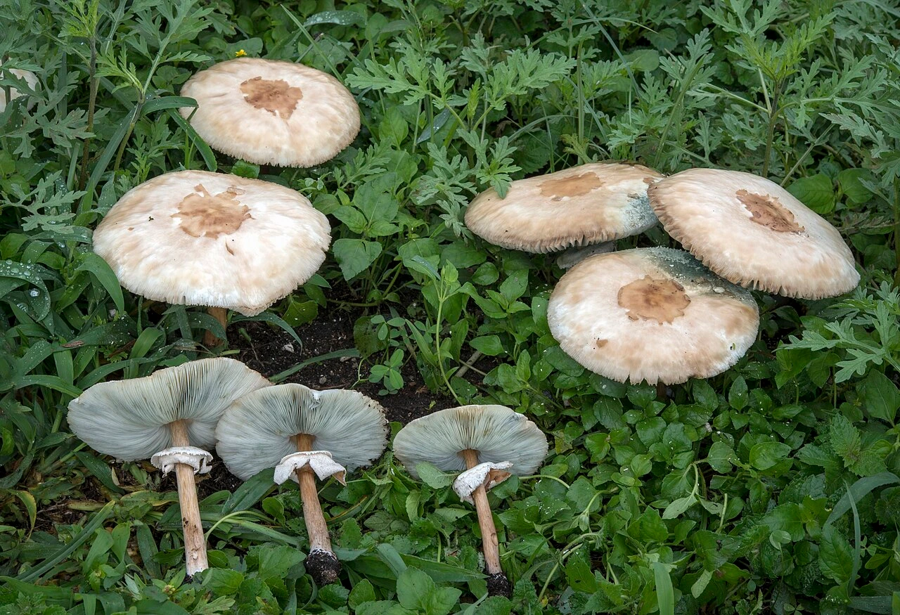 Хлорофиллум свинцовошлаковый (Chlorophyllum molybdites): описание, сезон и похожие виды