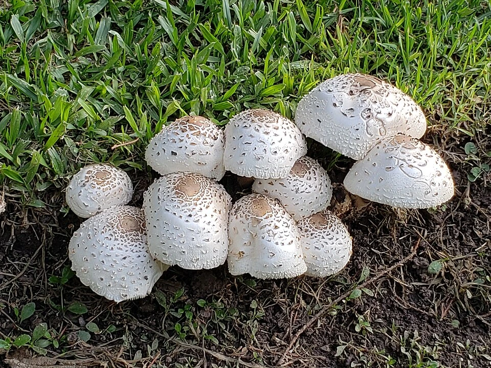 Хлорофиллум свинцовошлаковый (Chlorophyllum molybdites): описание, сезон и похожие виды
