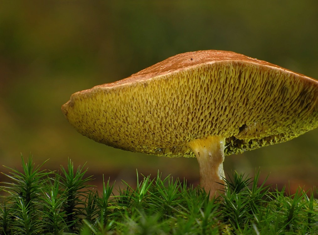 Козляк (решетник, Suillus bovinus): описание, где растёт и с чем можно спутать