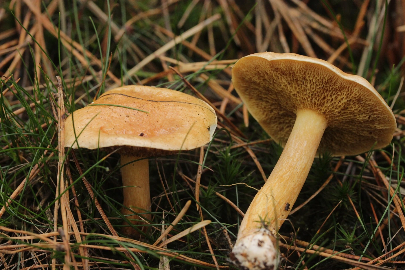 Козляк (решетник, Suillus bovinus): описание, где растёт и с чем можно спутать