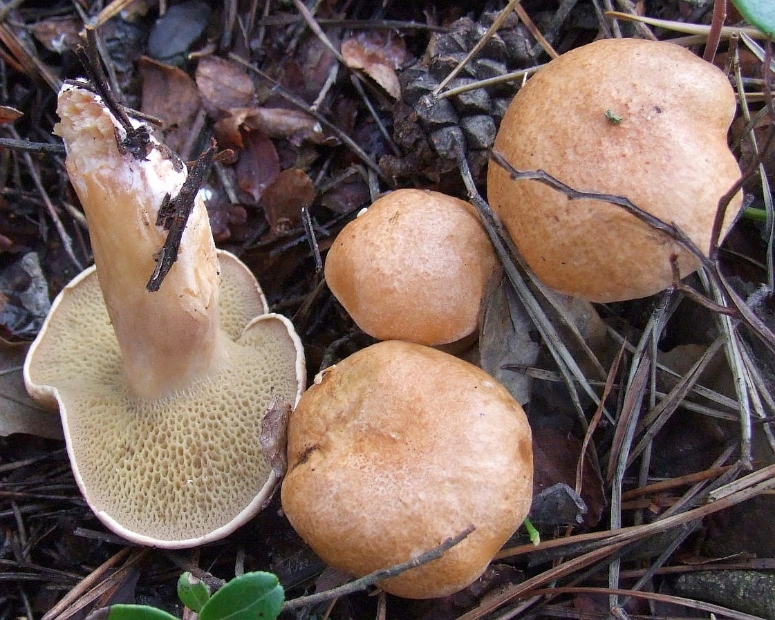 Козляк (решетник, Suillus bovinus): описание, где растёт и с чем можно спутать